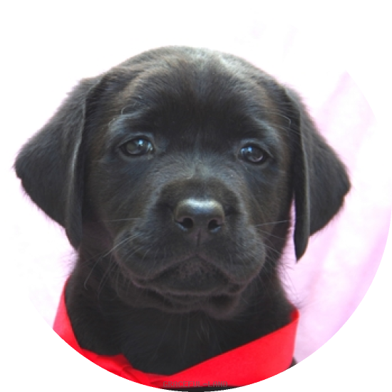 英国ラブラドールの子犬(A child of & ) 英国ラブラドールの子犬